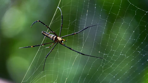 Большой чёрный паук — стоковое фото