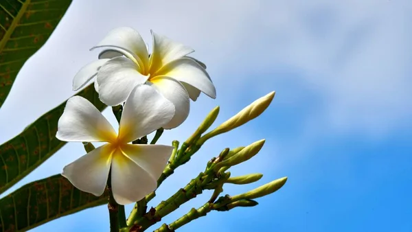 Belle fleur blanche sur un arbre — Photo