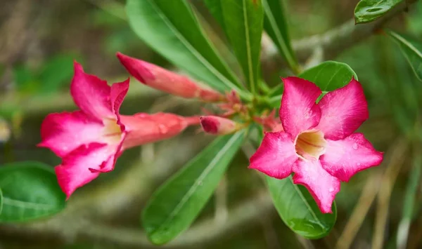 Belles fleurs roses sur un arbre — Photo