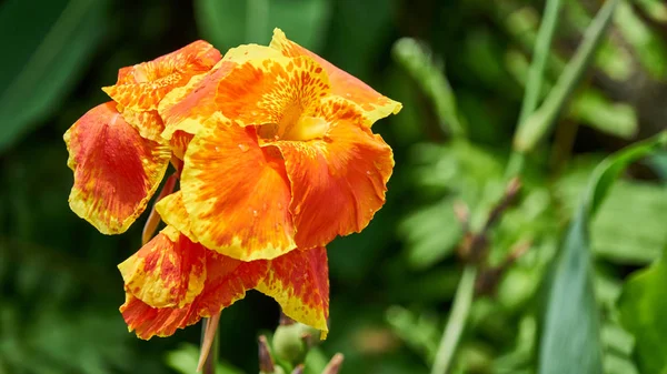 美しい大きなオレンジ色の花 ロイヤリティフリーのストック画像