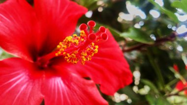 güzel bir kırmızı çiçek