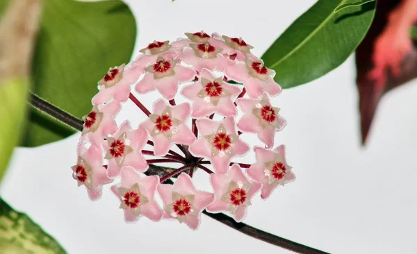 Um monte de pequenas flores rosa — Fotografia de Stock