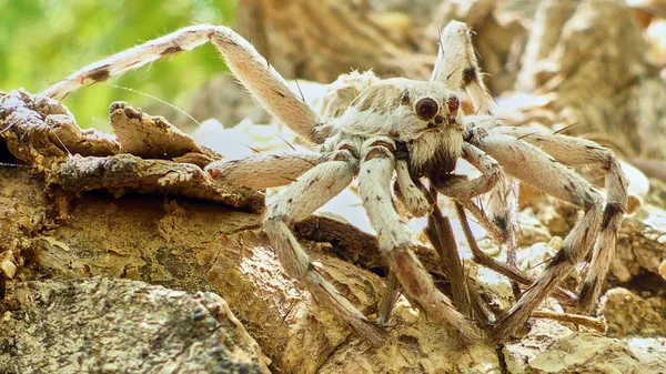 Gran araña mirándote — Foto de Stock