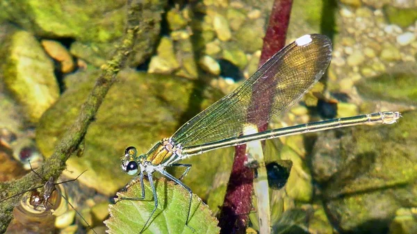 Stora färgglada dragonfly — Stockfoto