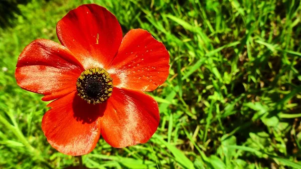 Big red flower in the glade — Stock Photo, Image