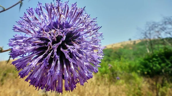 Bela flor azul no deserto . — Fotografia de Stock