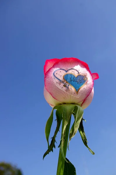 Çiçekler için etiket