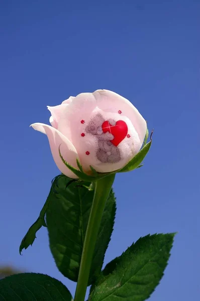 Çiçekler için etiket