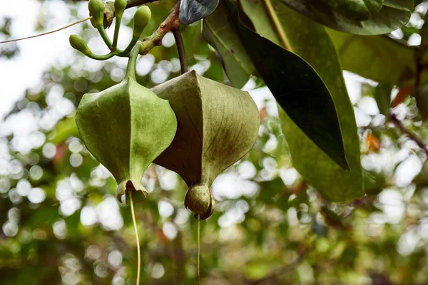 Frutos estranhos em uma árvore — Fotografia de Stock