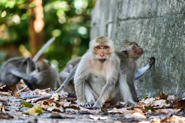 Singe assis sur un sol, vous regarde — Photo