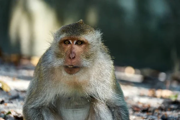 Scimmia siede su un terreno, ti guarda — Foto Stock