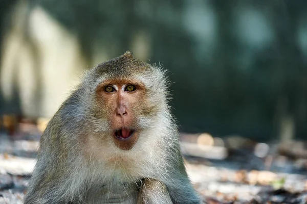 Singe assis sur un sol, vous regarde — Photo