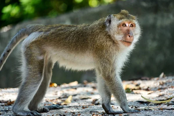 Monkey sits on a ground, looks at you — Stock Photo, Image
