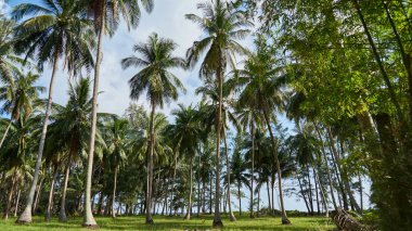 Avuç içi alt ve mavi gökten görüntülemek