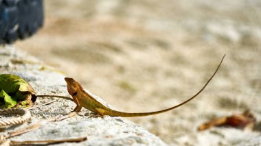 Sevimli yeşil kertenkele kum üzerine oturur