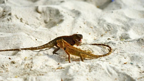 Zwei männliche Eidechsen kämpfen auf Sand — Stockfoto