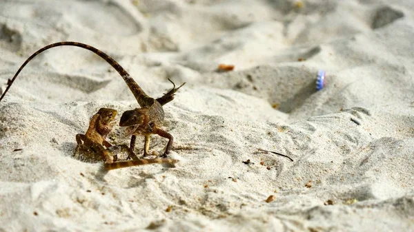 Zwei männliche Eidechsen kämpfen auf Sand — Stockfoto
