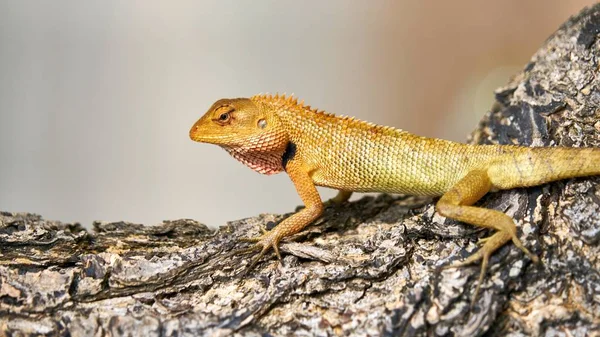 Niedliche grüne Eidechse sitzt auf einem Baum — Stockfoto