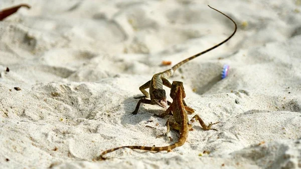Zwei männliche Eidechsen kämpfen auf Sand — Stockfoto