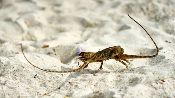 Zwei männliche Eidechsen kämpfen auf Sand — Stockfoto