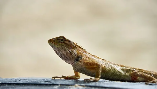 Niedliche grüne Eidechse sitzt auf Sand — Stockfoto