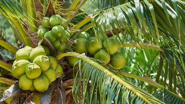 Coco en una palmera — Foto de Stock