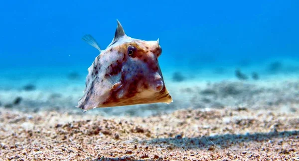 Коробочная рыба в Красном море — стоковое фото