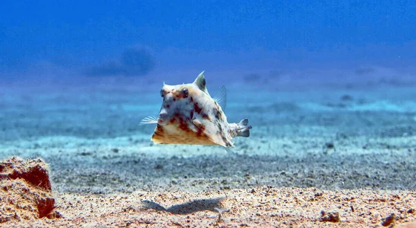 Caixa de peixe no mar Vermelho — Fotografia de Stock