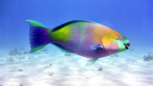 Рыба попугай в Красном море — стоковое фото