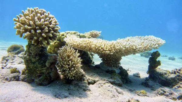 Корали в червоному морі — стокове фото