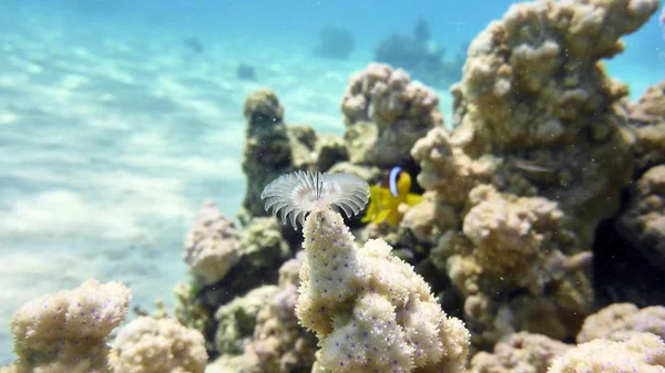 Corales en el Mar Rojo — Foto de Stock