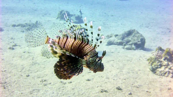 Poisson lion en Mer Rouge — Photo