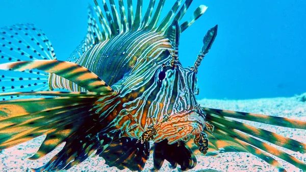 Львиная рыба в Красном море — стоковое фото
