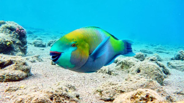 Peixe papagaio no mar Vermelho — Fotografia de Stock