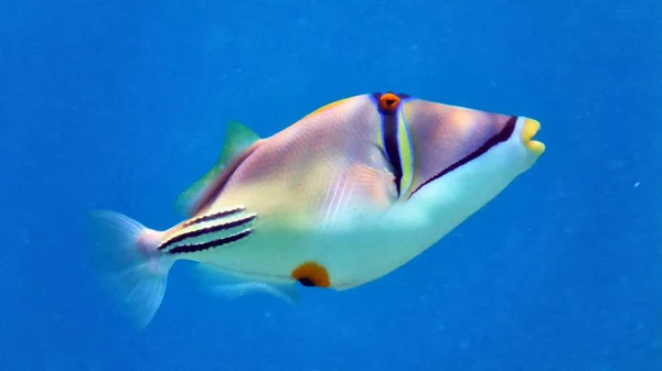 毕加索在红海的鱼 — 图库照片