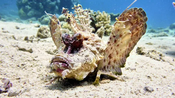 Peixe escorpião no mar Vermelho — Fotografia de Stock