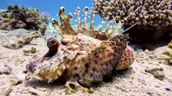 Pez escorpión en el Mar Rojo — Foto de Stock