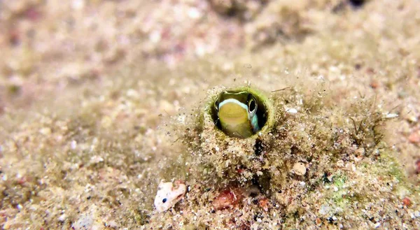 Red Sea'deki/daki küçük şirin balık — Stok fotoğraf