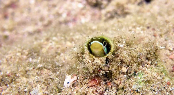 Pequeño lindo pez en el Mar Rojo — Foto de Stock