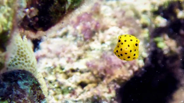 Caixa de peixe no mar Vermelho — Fotografia de Stock