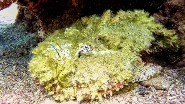 Камінь риби в Червоному морі — стокове фото