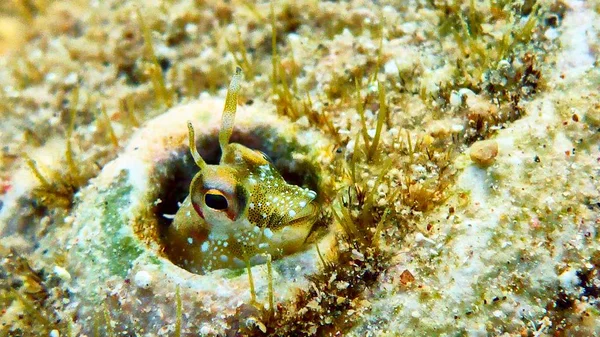 Small cute fish in Red sea