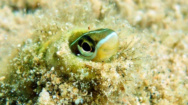 Μικρό χαριτωμένο ψάρι σε Ερυθρά θάλασσα — Φωτογραφία Αρχείου