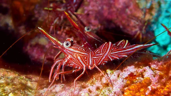 Креветки в Красном море — стоковое фото