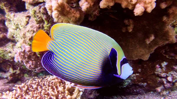 Ángel de pescado en Mar Rojo — Foto de Stock