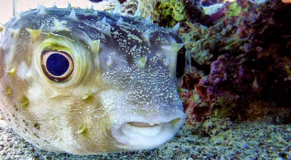 Aufgeblähter Kugelfisch — Stockfoto