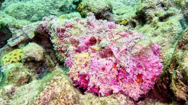 Sten fisk i Röda havet — Stockfoto