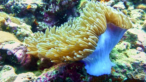 Pólipo de coral no mar Vermelho — Fotografia de Stock