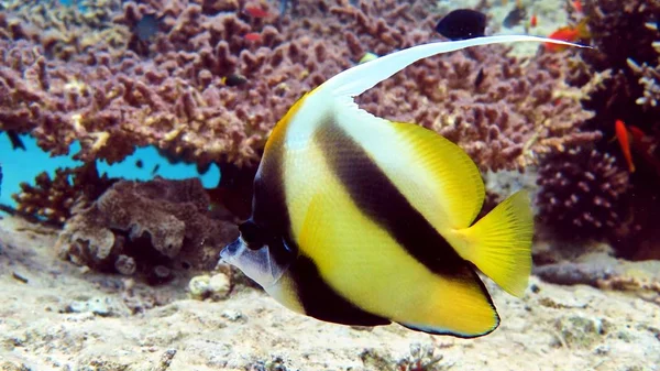 赤い海の蝶の魚 — ストック写真