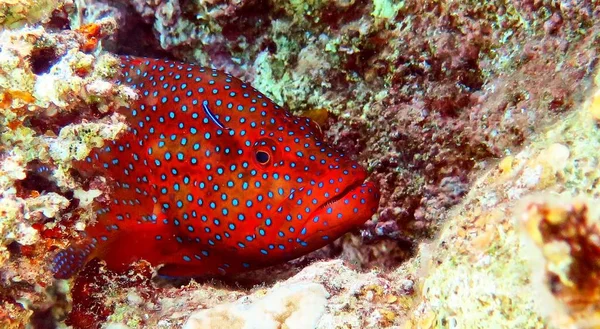 Großer roter Fisch im roten Meer — Stockfoto